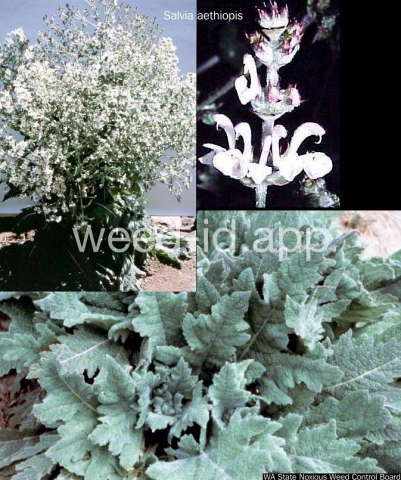 sage, Mediterranean